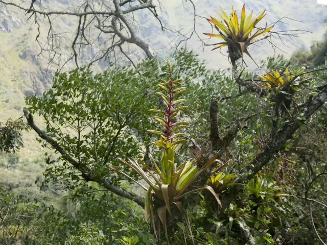 Huacarpay Wetlands - Acjanaco Puna - Wayqecha Cloud Forest