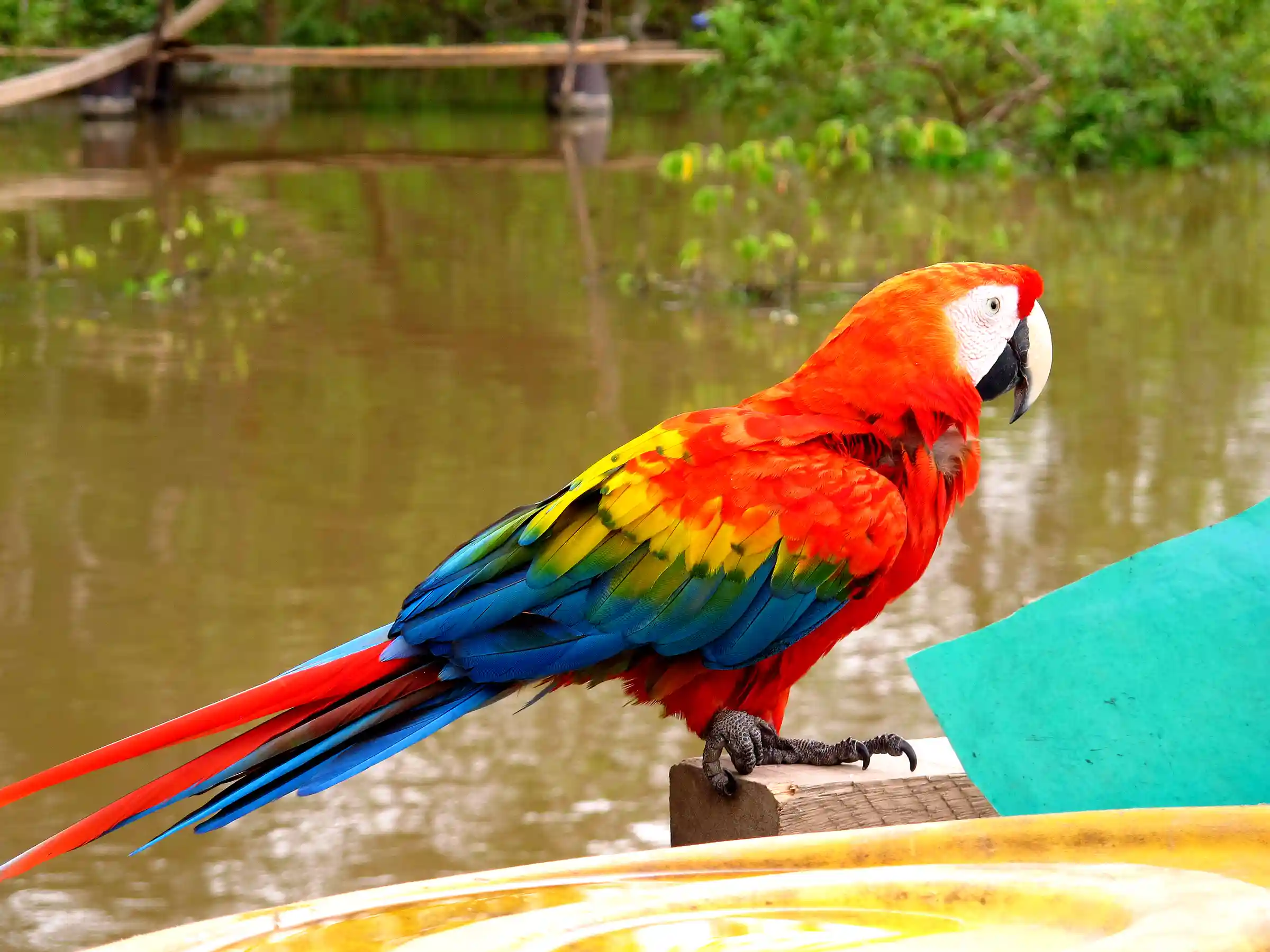 Avian Wonders of Manu: Specialized Birdwatching 7D/6N