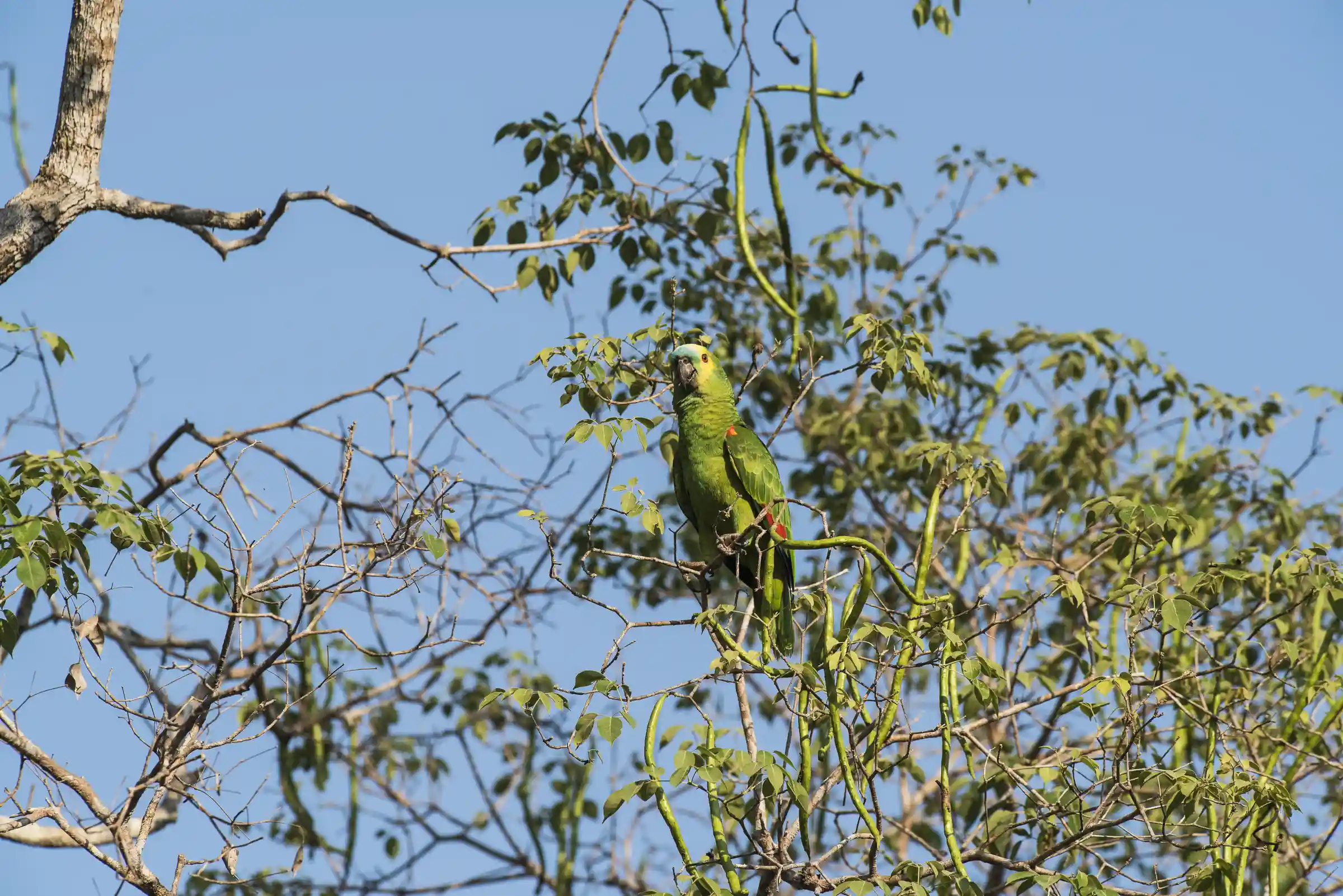 Avian Wonders of Manu: Specialized Birdwatching 7D/6N
