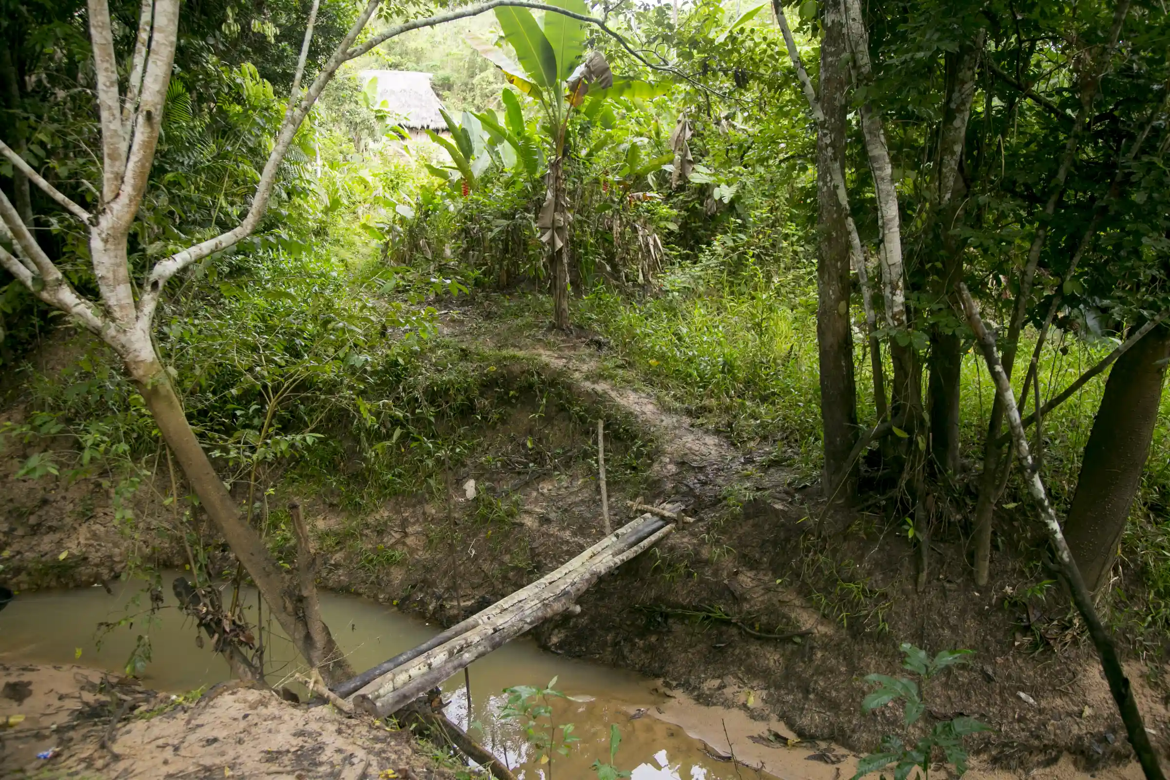 Manu Cloud Forest & Cultural Explorer 4D/3N